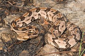 Image result for crotalus_horridus