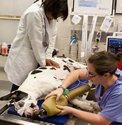 Image result for Veterinary CPR Recover Initiative