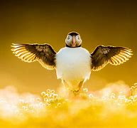 Image result for Bird Photographer of the Year