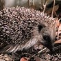 Image result for Hedgehog Feeder