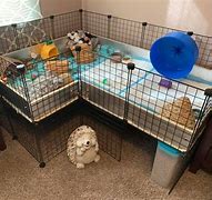 Image result for Pet Hedgehog Home
