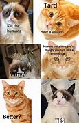 Image result for Dank Cat Memes