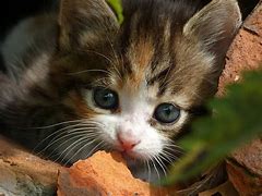 Image result for Black and White Cat Animal Faces