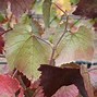 Image result for Grape Diseases