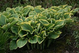 Image result for Hosta Sagae