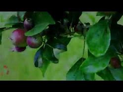 Image result for Apple Flower to Fruit Time-Lapse