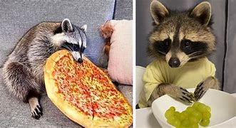 Image result for Raccoon Eggs Memes