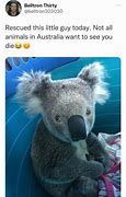 Image result for Meme of Baby Koala