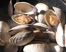 Image result for Cohag Clams