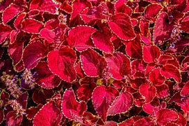 Image result for Red and Green Leaf Ground Cover