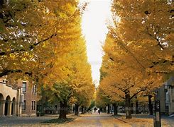 Image result for Tokyo University Autumn