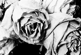 Image result for Dying Rose Black and White