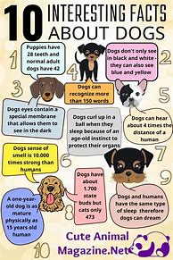 Image result for 10 Interesting Facts About Dogs