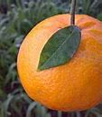 Image result for Fruit Trees Mandarin Orange