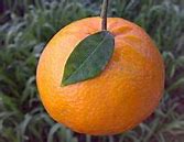 Image result for Orange Is a Hybrid Of