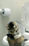 Image result for Cat Phone Meme On Toilet