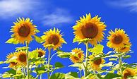 Image result for Sunflower Phone Wallpaper