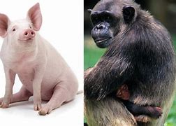 Image result for Creatures Mates Human