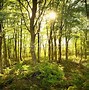 Image result for Woodland Backdrop High Quality