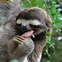 Image result for Funny Sloth Desktop