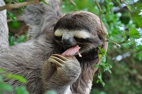 Image result for Weird Sloth Face