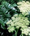 Image result for Angelica Summer Delight