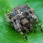 Image result for Largest Spider Web Ever Found