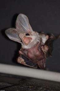 Image result for Baby Ghost Bat