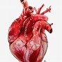Image result for Heart Drawing