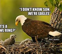 Image result for Eagles Memes NFL