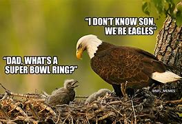 Image result for Funny Eagles Memes