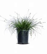 Image result for Grey Sedge