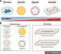 Image result for actinomerr�a