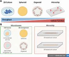 Image result for acetinetr�a