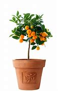 Image result for Potted Orange Tree