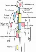 Image result for 2 Cm Lymph Node