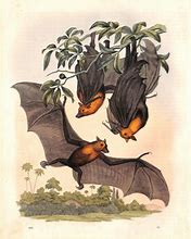 Image result for Vintage Fruit Bat