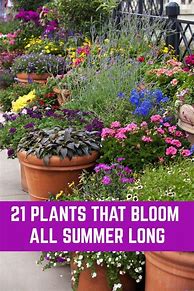 Image result for Container Gardening Flowers