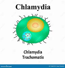 Image result for Chlamydia Trachomatis in Men
