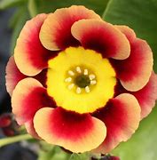 Image result for Primula auricula Wincha