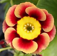 Image result for Primula auricula Wedgewood