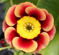 Image result for Primula auricula Guinea