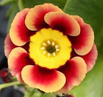 Image result for Primula auricula Winicha