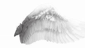 Image result for Wings Anatomy Sketch