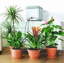 Image result for Holiday Plant Watering System