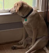 Image result for Sad Dog Meme