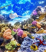 Image result for Underwater Reef Background