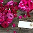 Image result for Images of Pink Roses