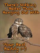 Image result for Burrowing Owl Meme