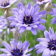 Image result for Catananche caerulea